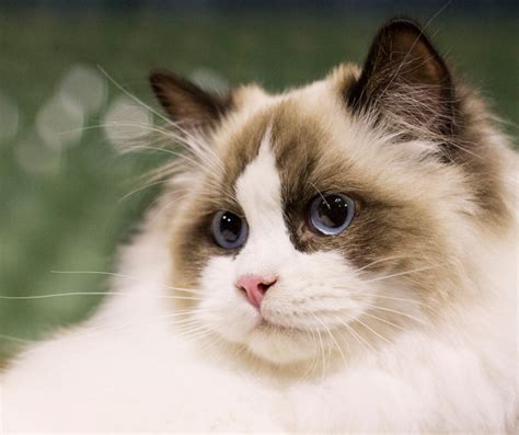 Ragdoll Cat Guide: Care, Behavior & Traits in the Philippines.